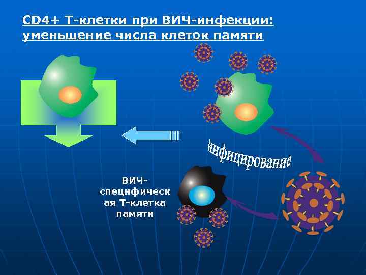 CD 4+ Т-клетки при ВИЧ-инфекции: уменьшение числа клеток памяти ВИЧспецифическ ая Т-клетка памяти 