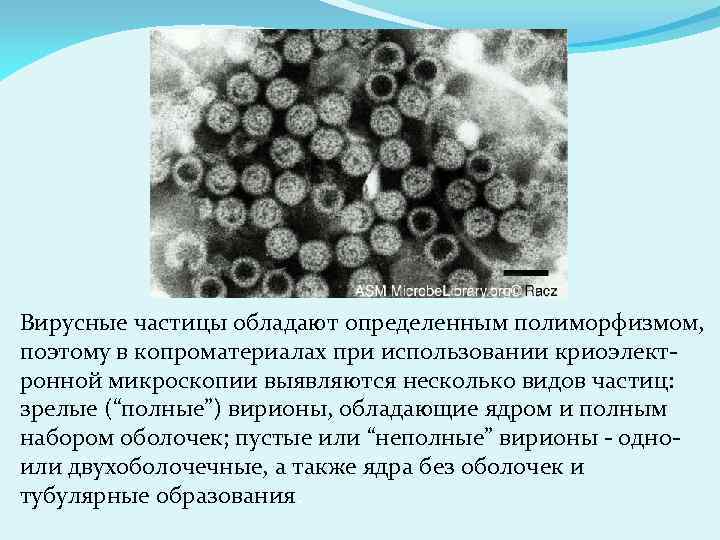 Вирусные частицы обладают определенным полиморфизмом, поэтому в копроматериалах при использовании криоэлектронной микроскопии выявляются несколько