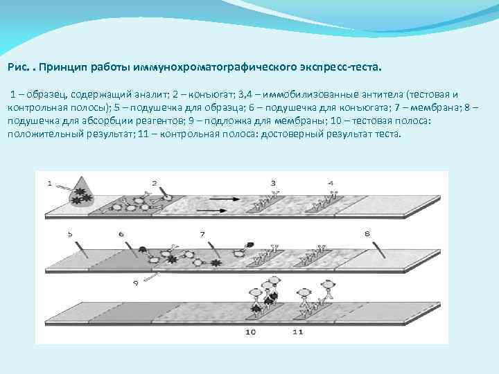 Рис. . Принцип работы иммунохроматографического экспресс-теста. 1 – образец, содержащий аналит; 2 – конъюгат;