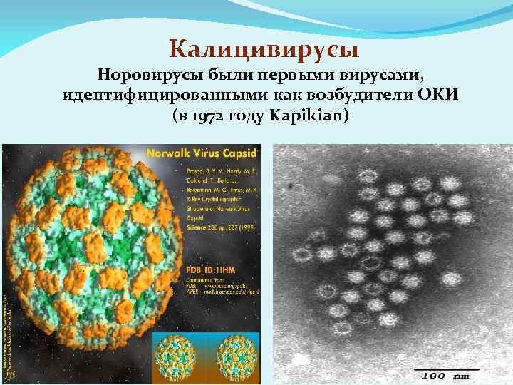 Калицивирусы Норовирусы были первыми вирусами, идентифицированными как возбудители ОКИ (в 1972 году Kapikian) 