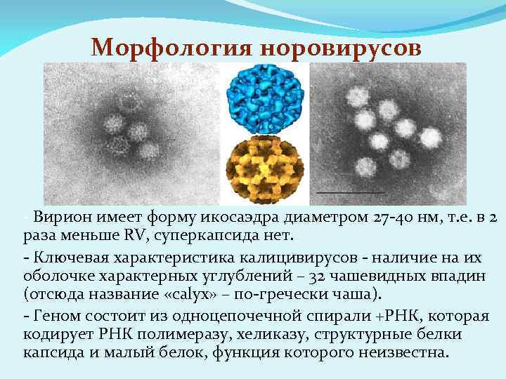 Морфология норовирусов - Вирион имеет форму икосаэдра диаметром 27 -40 нм, т. е. в