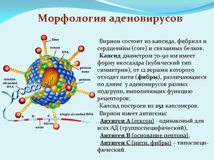Морфология аденовирусов -Вирион состоит из капсида, фибрилл и сердцевины (core) и связанных белков. -Капсид