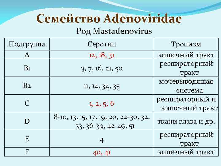 Семейство Adenoviridae Род Mastadenovirus Подгруппа A Серотип 12, 18, 31 B 1 3, 7,