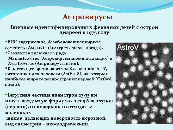 Астровирусы Впервые идентифицированы в фекалиях детей с острой диареей в 1975 году §РНК-содержащие, безоболочечные