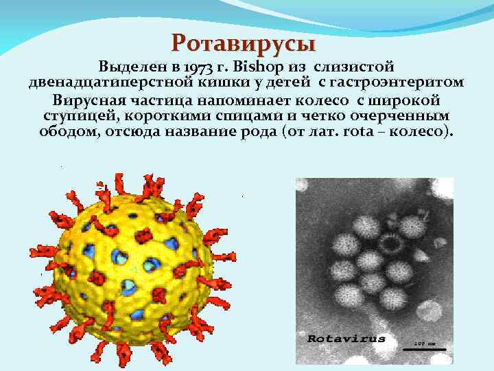 Ротавирусы Выделен в 1973 г. Bishop из слизистой двенадцатиперстной кишки у детей с гастроэнтеритом