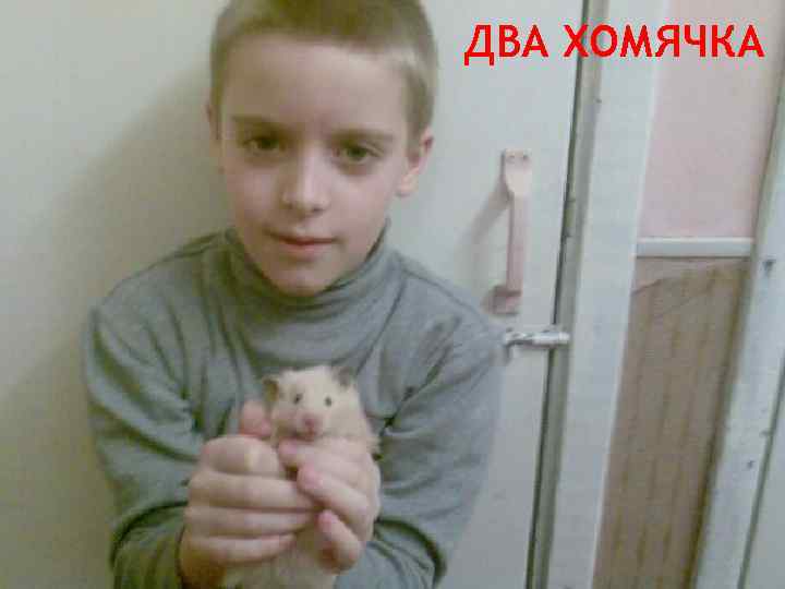 ДВА ХОМЯЧКА 