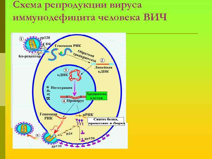 Схема репродукции вируса иммунодефицита человека ВИЧ 