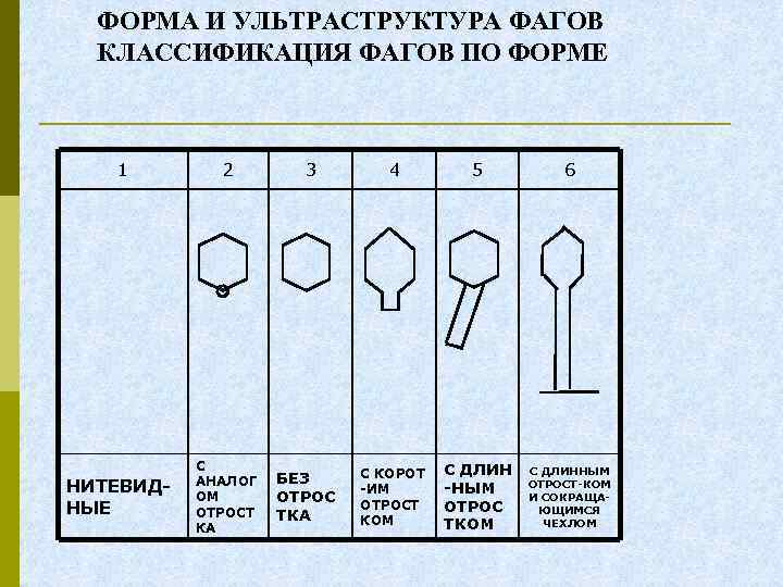 ФОРМА И УЛЬТРАСТРУКТУРА ФАГОВ КЛАССИФИКАЦИЯ ФАГОВ ПО ФОРМЕ 1 НИТЕВИДНЫЕ 2 С АНАЛОГ ОМ