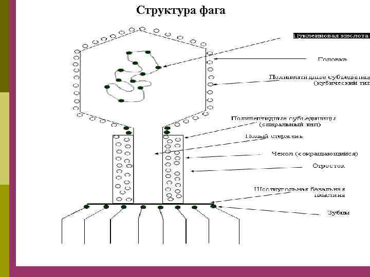 Структура фага 