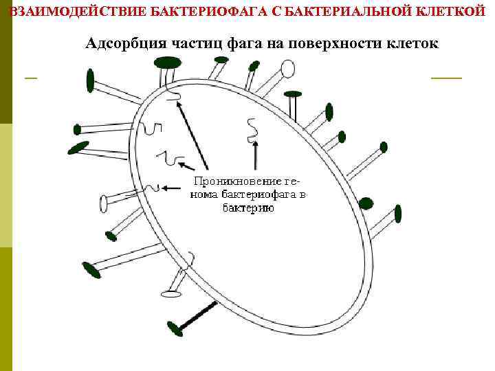 ВЗАИМОДЕЙСТВИЕ БАКТЕРИОФАГА С БАКТЕРИАЛЬНОЙ КЛЕТКОЙ Адсорбция частиц фага на поверхности клеток 