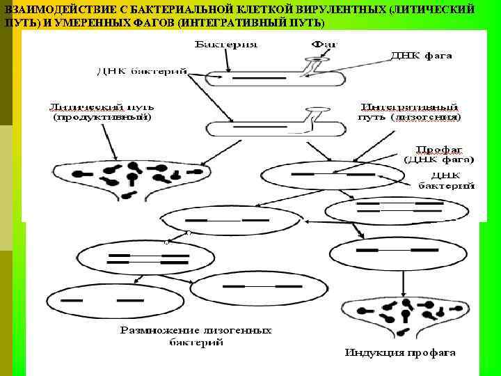 ВЗАИМОДЕЙСТВИЕ С БАКТЕРИАЛЬНОЙ КЛЕТКОЙ ВИРУЛЕНТНЫХ (ЛИТИЧЕСКИЙ ПУТЬ) И УМЕРЕННЫХ ФАГОВ (ИНТЕГРАТИВНЫЙ ПУТЬ) 