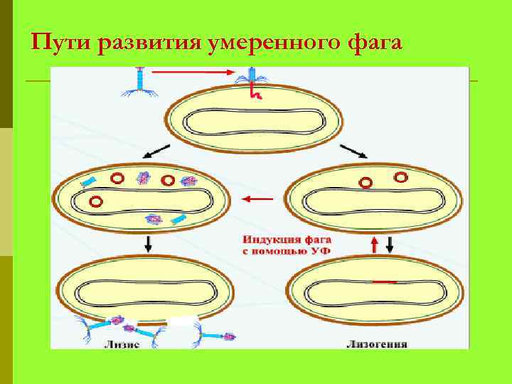 Пути развития умеренного фага 