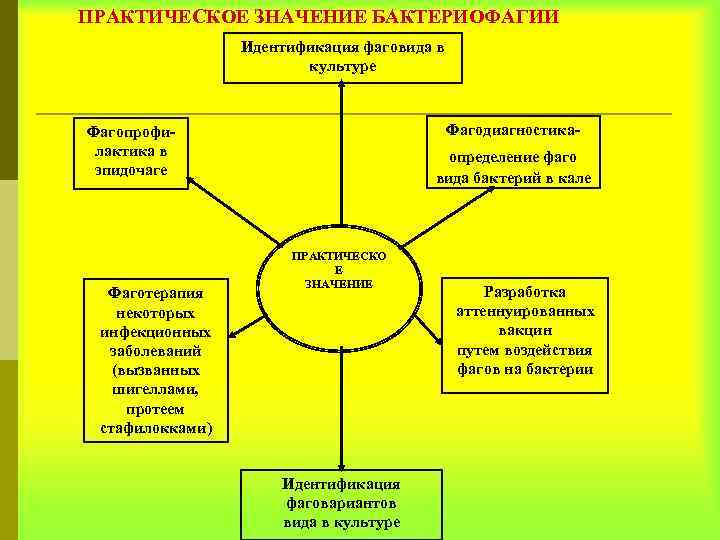 ПРАКТИЧЕСКОЕ ЗНАЧЕНИЕ БАКТЕРИОФАГИИ Идентификация фаговида в культуре Фагодиагностика- Фагопрофилактика в эпидочаге Фаготерапия некоторых инфекционных