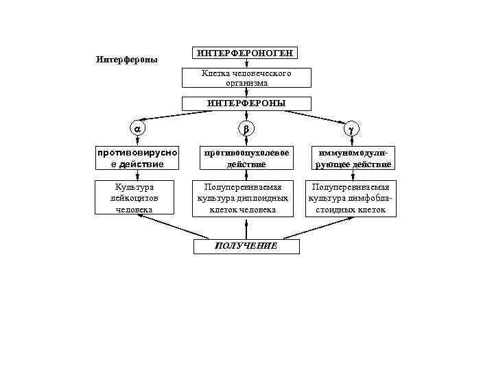 Интерфероны ИНТЕРФЕРОНОГЕН Клетка человеческого организма ИНТЕРФЕРОНЫ противовирусно е действие противоопухолевое действие иммуномодулирующее действие Полуперевиваемая