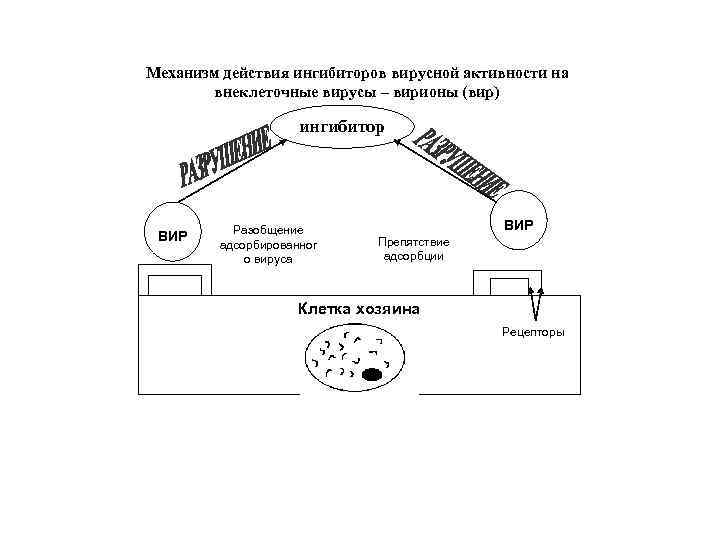 Механизм действия ингибиторов вирусной активности на внеклеточные вирусы – вирионы (вир) ингибитор ВИР Разобщение