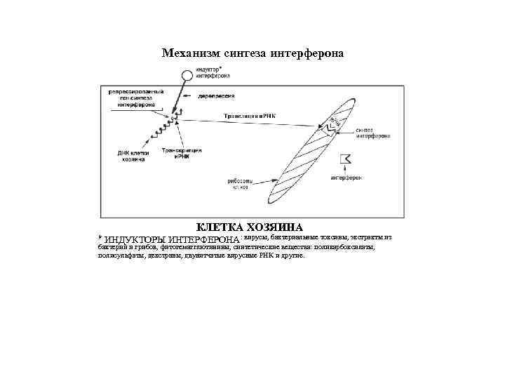 Механизм синтеза интерферона КЛЕТКА ХОЗЯИНА ИНДУКТОРЫ ИНТЕРФЕРОНА: вирусы, бактериальные токсины, экстракты из бактерий и