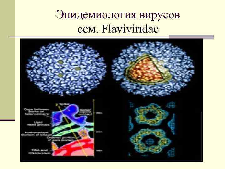 Эпидемиология вирусов cем. Flaviviridae 