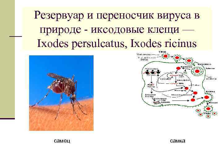 Резервуар и переносчик вируса в природе - иксодовые клещи — Ixodes persulcatus, Ixodes ricinus