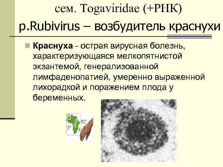 сем. Togaviridae (+РНК) р. Rubivirus – возбудитель краснухи n Краснуха - острая вирусная болезнь,