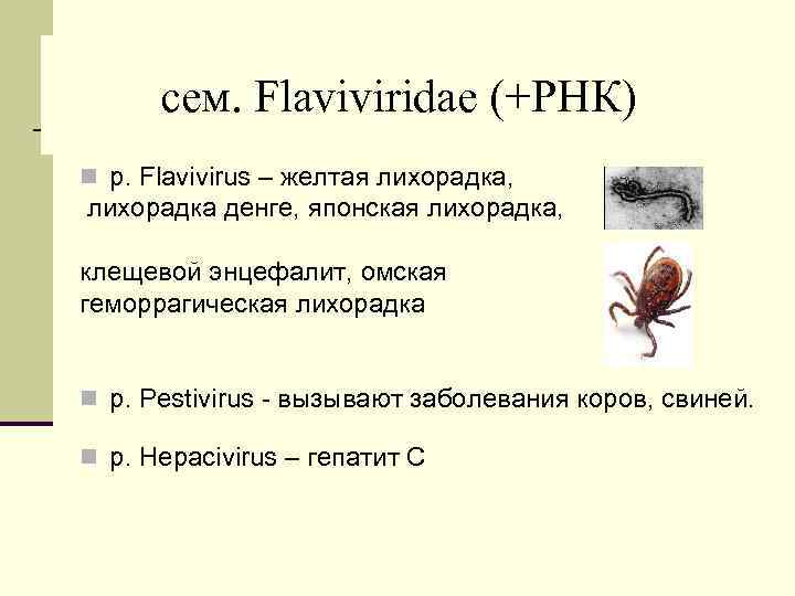 cем. Flaviviridae (+РНК) n р. Flavivirus – желтая лихорадка, лихорадка денге, японская лихорадка, клещевой