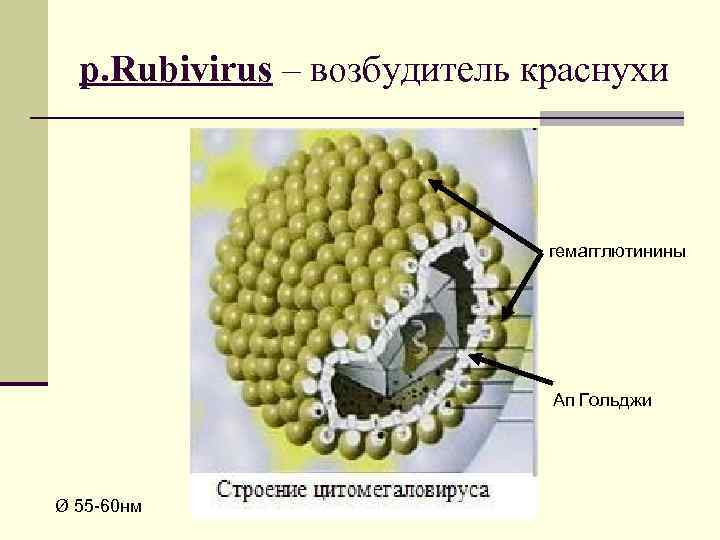 р. Rubivirus – возбудитель краснухи гемагглютинины Ап Гольджи Ø 55 -60 нм 