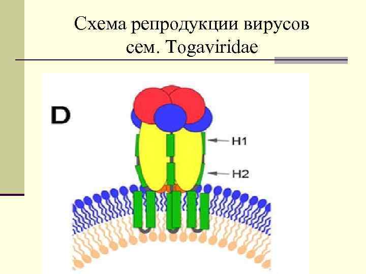 Схема репродукции вирусов сем. Togaviridae 
