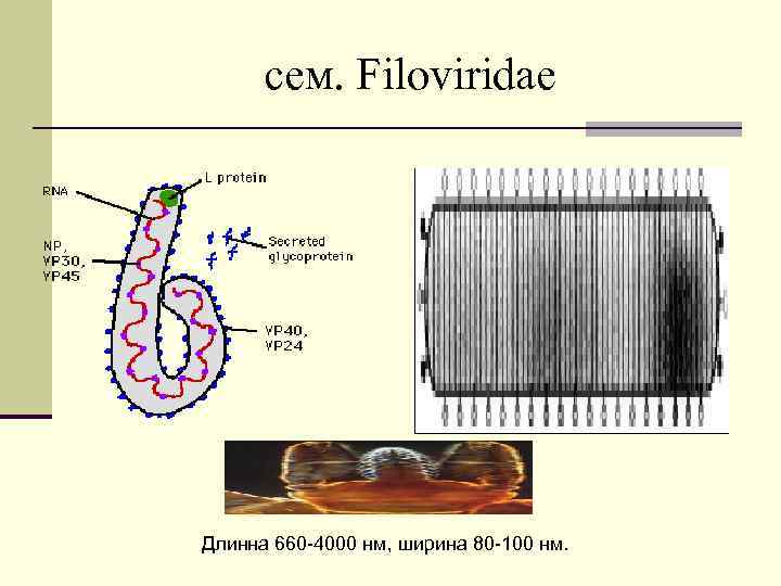 cем. Filoviridae Длинна 660 -4000 нм, ширина 80 -100 нм. 