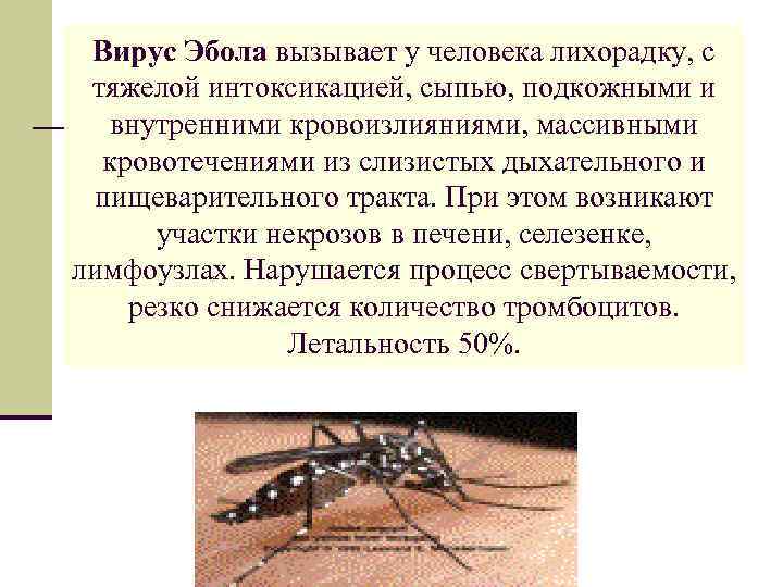 Вирус Эбола вызывает у человека лихорадку, с тяжелой интоксикацией, сыпью, подкожными и внутренними кровоизлияниями,