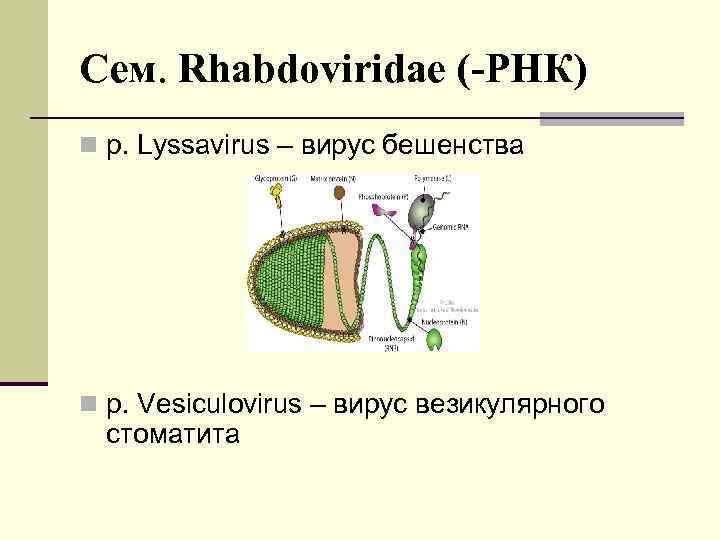 Сем. Rhabdoviridae (-РНК) n р. Lуssavirus – вирус бешенства n р. Vesiculovirus – вирус