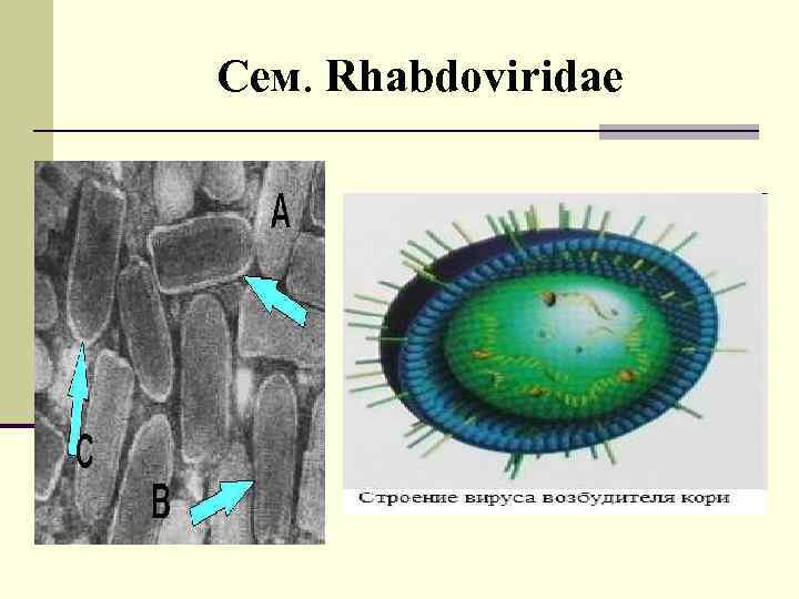 Сем. Rhabdoviridae 