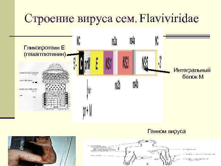 Строение вируса сем. Flaviviridae Гликопротеин Е (гемагглютинин) Интегральный белок М Генном вируса 
