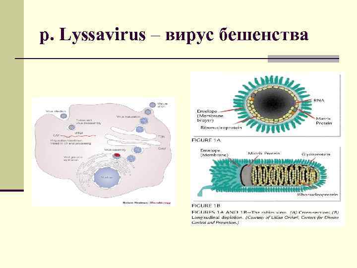 р. Lyssаvirus – вирус бешенства 