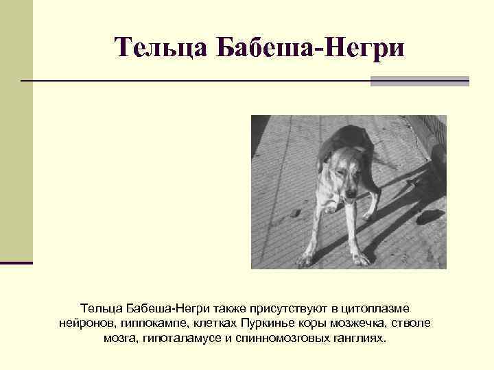 Тельца Бабеша-Негри также присутствуют в цитоплазме нейронов, гиппокампе, клетках Пуркинье коры мозжечка, стволе мозга,