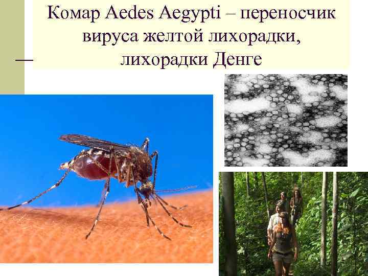 Комар Aedes Aegypti – переносчик вируса желтой лихорадки, лихорадки Денге 