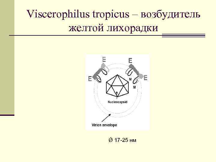 Viscerophilus tropicus – возбудитель желтой лихорадки Ǿ 17 -25 нм 