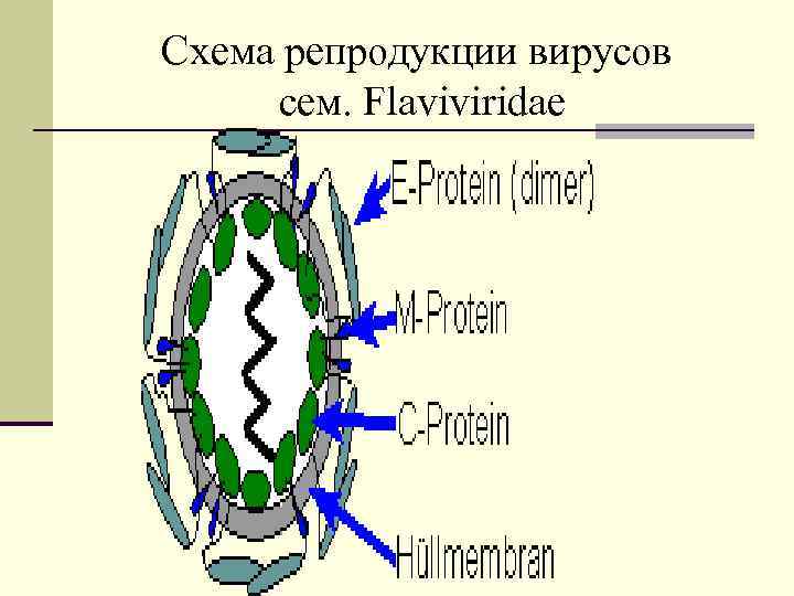 Схема репродукции вирусов cем. Flaviviridae 
