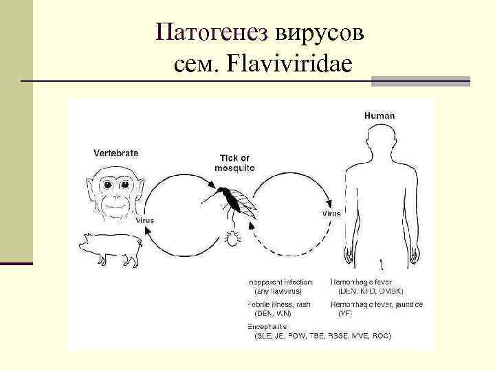 Патогенез вирусов cем. Flaviviridae 