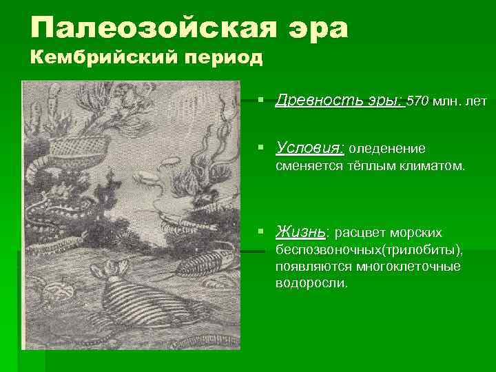 Палеозойская эра Кембрийский период § Древность эры: 570 млн. лет § Условия: оледенение сменяется