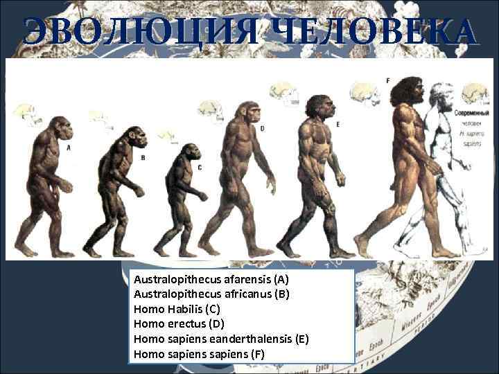 ЭВОЛЮЦИЯ ЧЕЛОВЕКА Australopithecus afarensis (A) Australopithecus africanus (В) Homo Habilis (С) Нomo erectus (D)