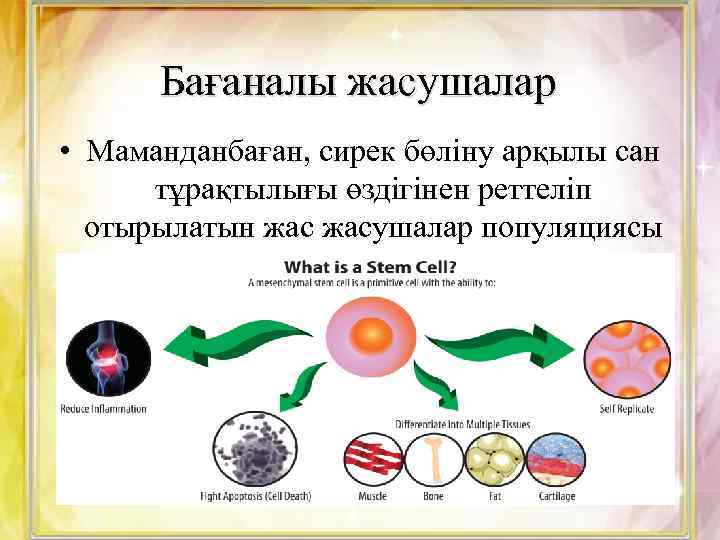 Бағаналы жасушалар • Маманданбаған, сирек бөліну арқылы сан тұрақтылығы өздігінен реттеліп отырылатын жасушалар популяциясы