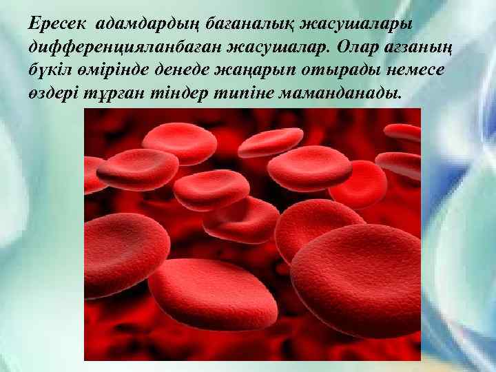 Ересек адамдардың бағаналық жасушалары дифференцияланбаған жасушалар. Олар ағзаның бүкіл өмірінде денеде жаңарып отырады немесе