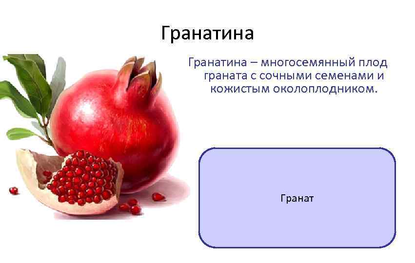 Гранатина – многосемянный плод граната с сочными семенами и кожистым околоплодником. Гранат 