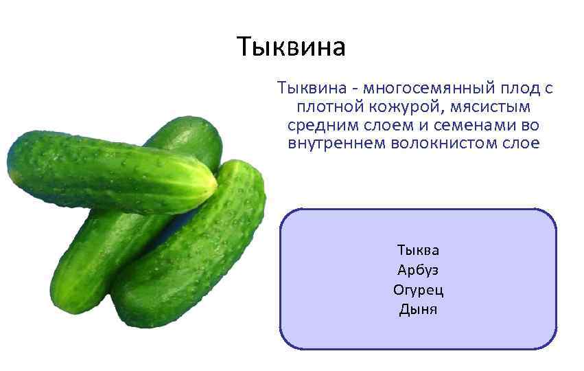 Тыквина - многосемянный плод с плотной кожурой, мясистым средним слоем и семенами во внутреннем