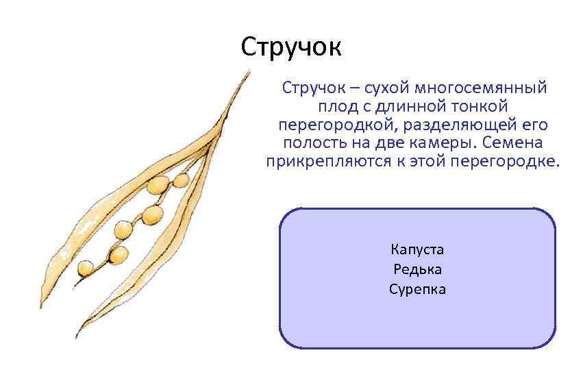 Схема плода стручок