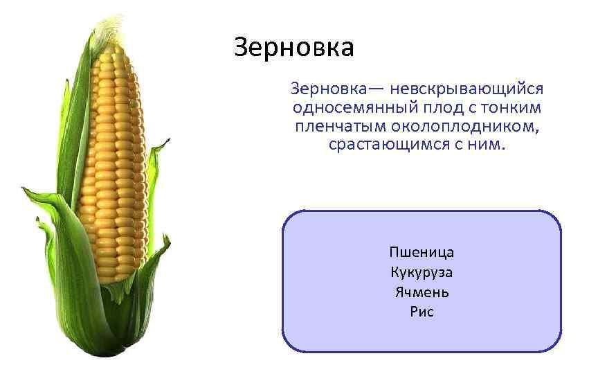 Плод зерновка картинка