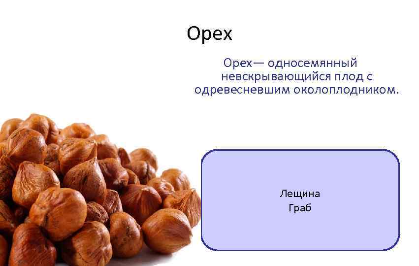 Орех— односемянный невскрывающийся плод с одревесневшим околоплодником. Лещина Граб 