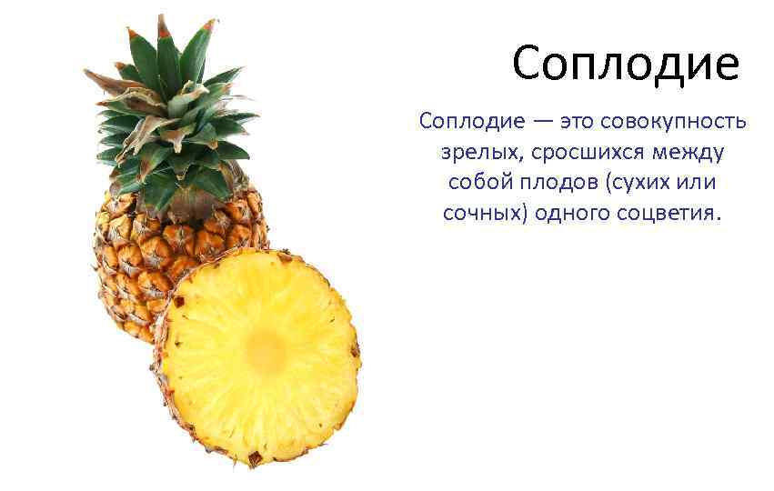 Соплодие — это совокупность зрелых, сросшихся между собой плодов (сухих или сочных) одного соцветия.