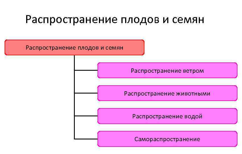 Распространение плодов и семян Распространение ветром Распространение животными Распространение водой Самораспространение 