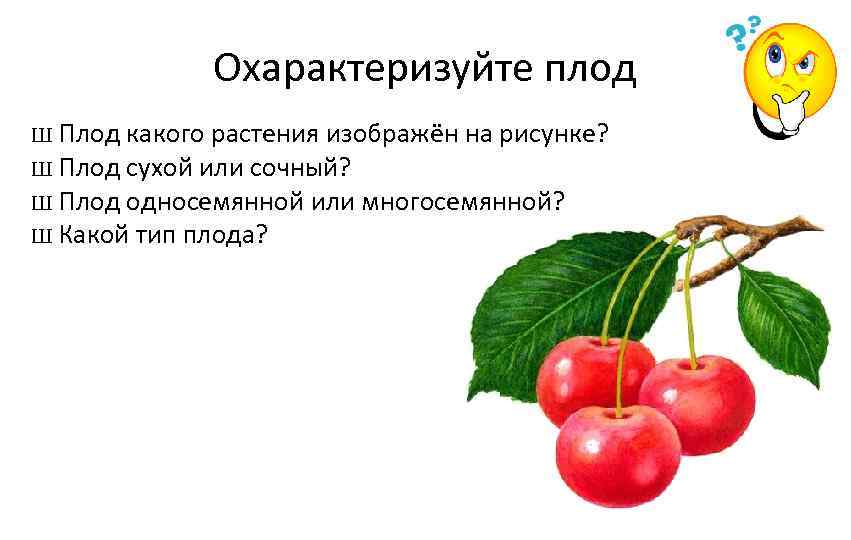 На рисунке изображен плод. Односемянные и многосемянные плоды. Плоды задание. Охарактеризуй сочные плоды. Вишня сочная или сухая.