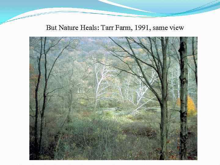 But Nature Heals: Tarr Farm, 1991, same view 